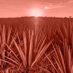 mezcal planta 2